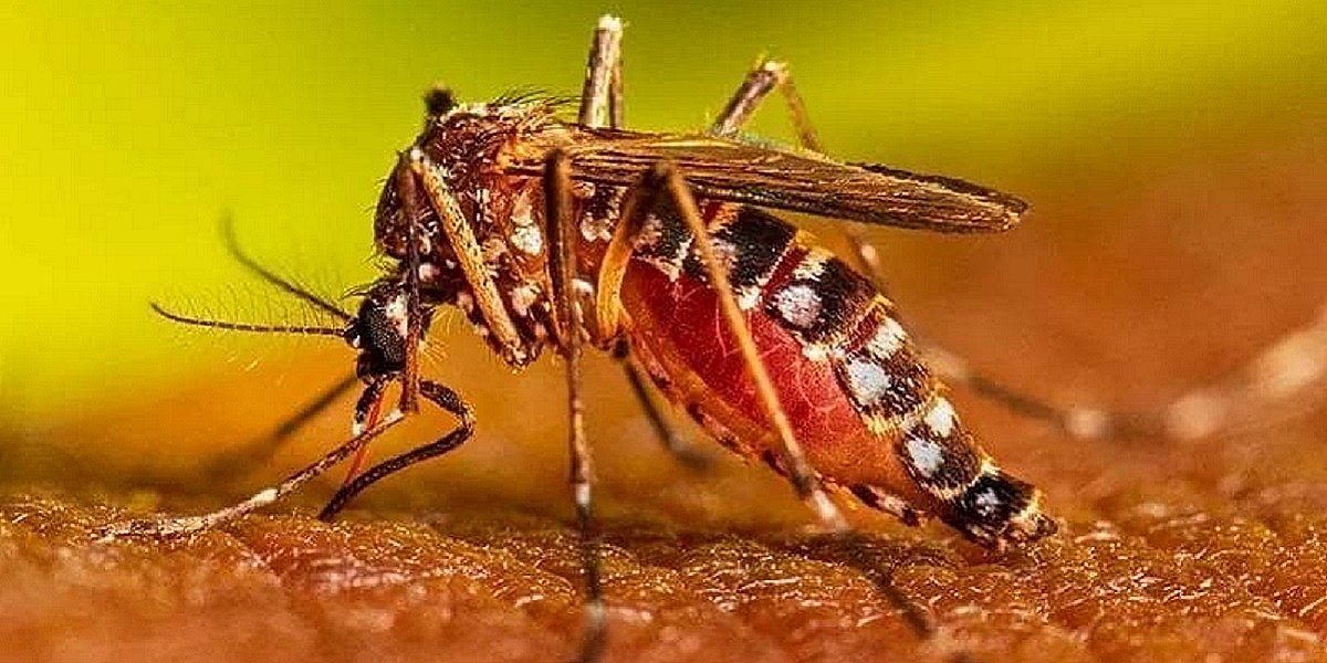 Dengue Casi In Crescita Ecco Quando Raccomandato Il Test Doctor